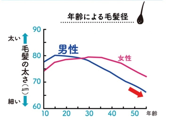 毛髪は20代から細くなる